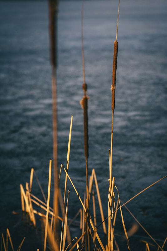 Reeds stand tall against a watery backdrop.