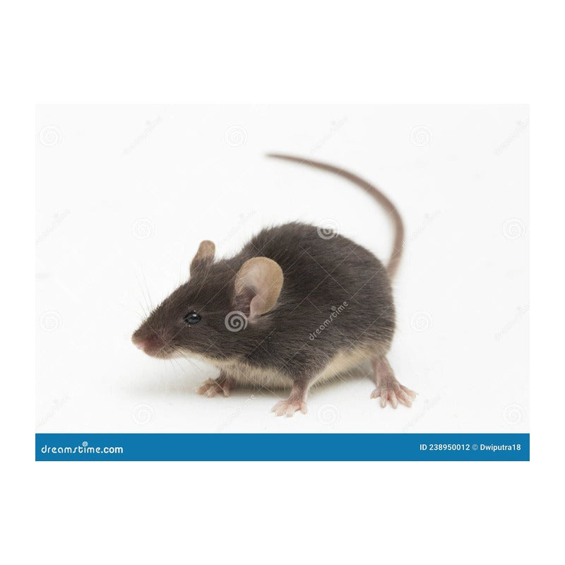 Mouse - Black - Seagate | Guards on Duty Shop South Africa