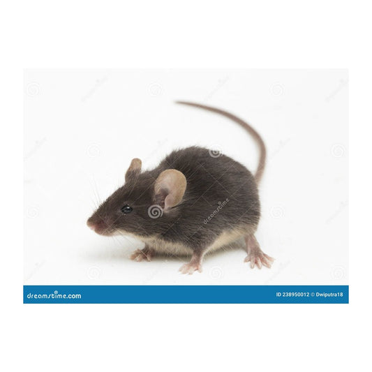 Mouse - Black - Seagate | Guards on Duty Shop South Africa